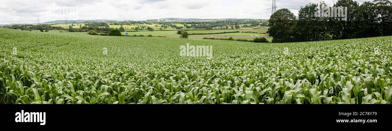 Around the UK - Corn Crop on the fields above Brindle, Lancashire Stock Photo