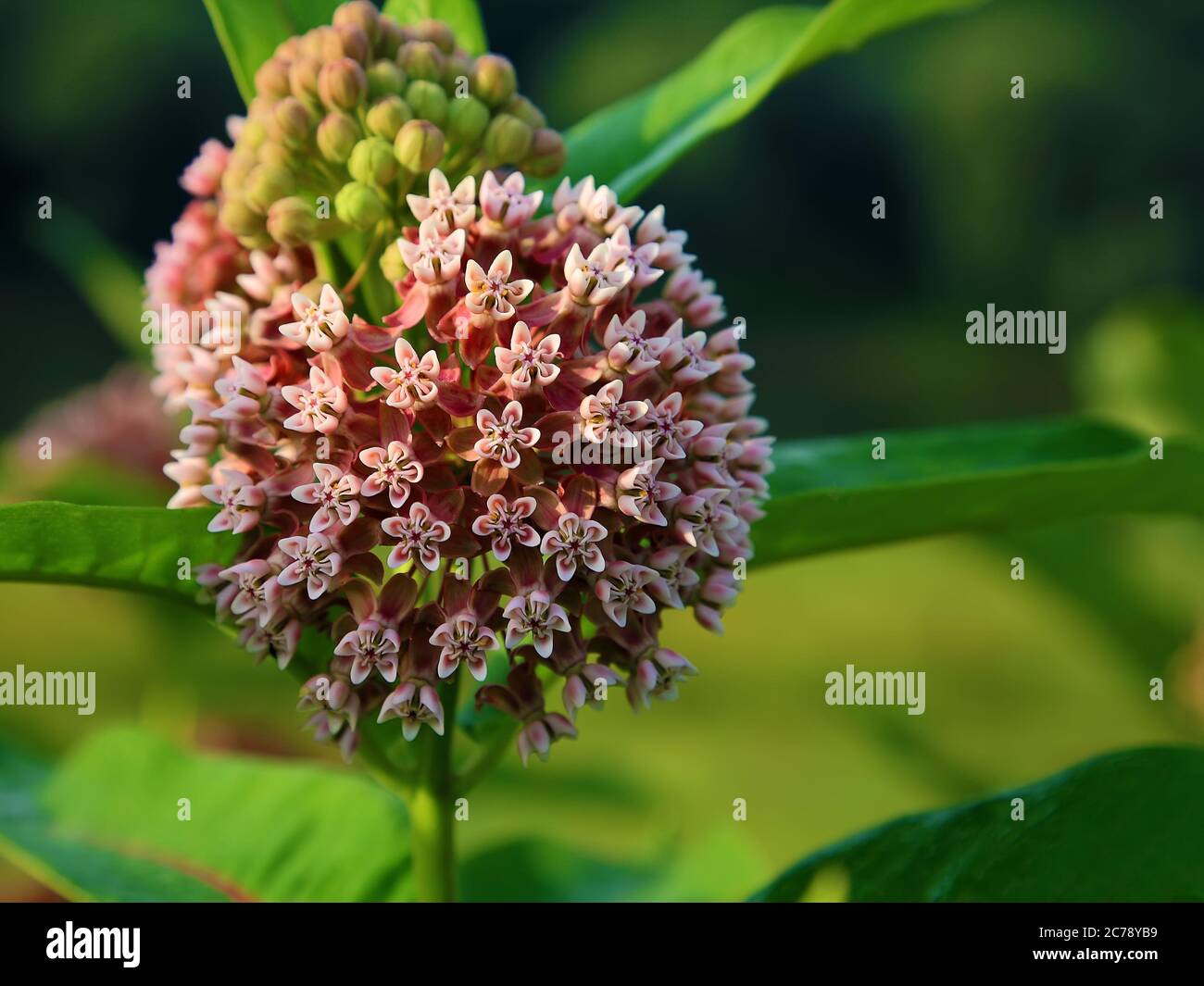 Inflorescence of wild Onion round on a blurred background Stock Photo
