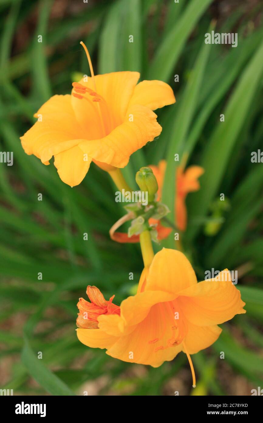 Flowers, garden, park, summer Stock Photo Alamy