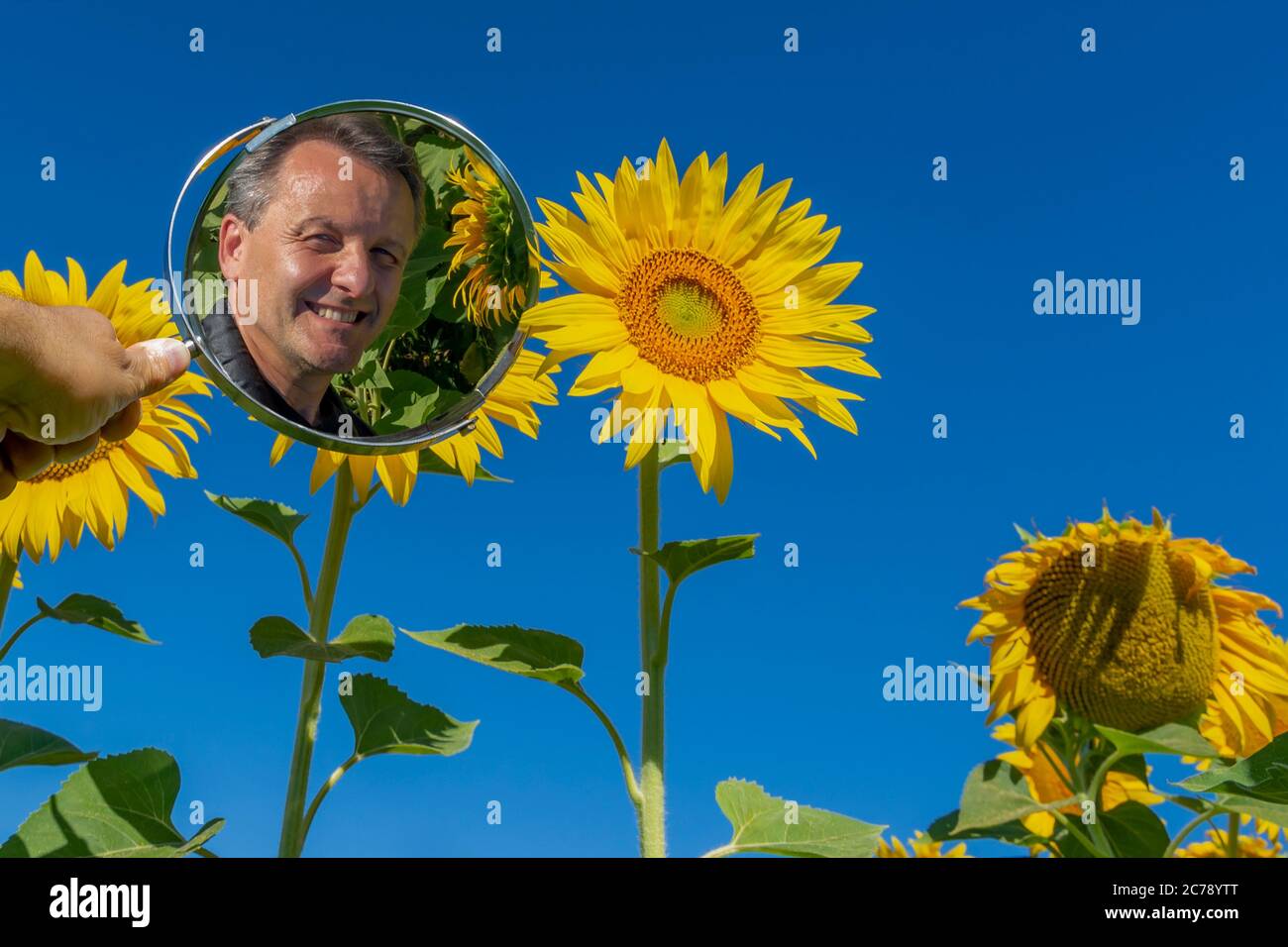 A white man is reflected in a mirror in the middle of a field of sunflowers on a sunny day Stock Photo