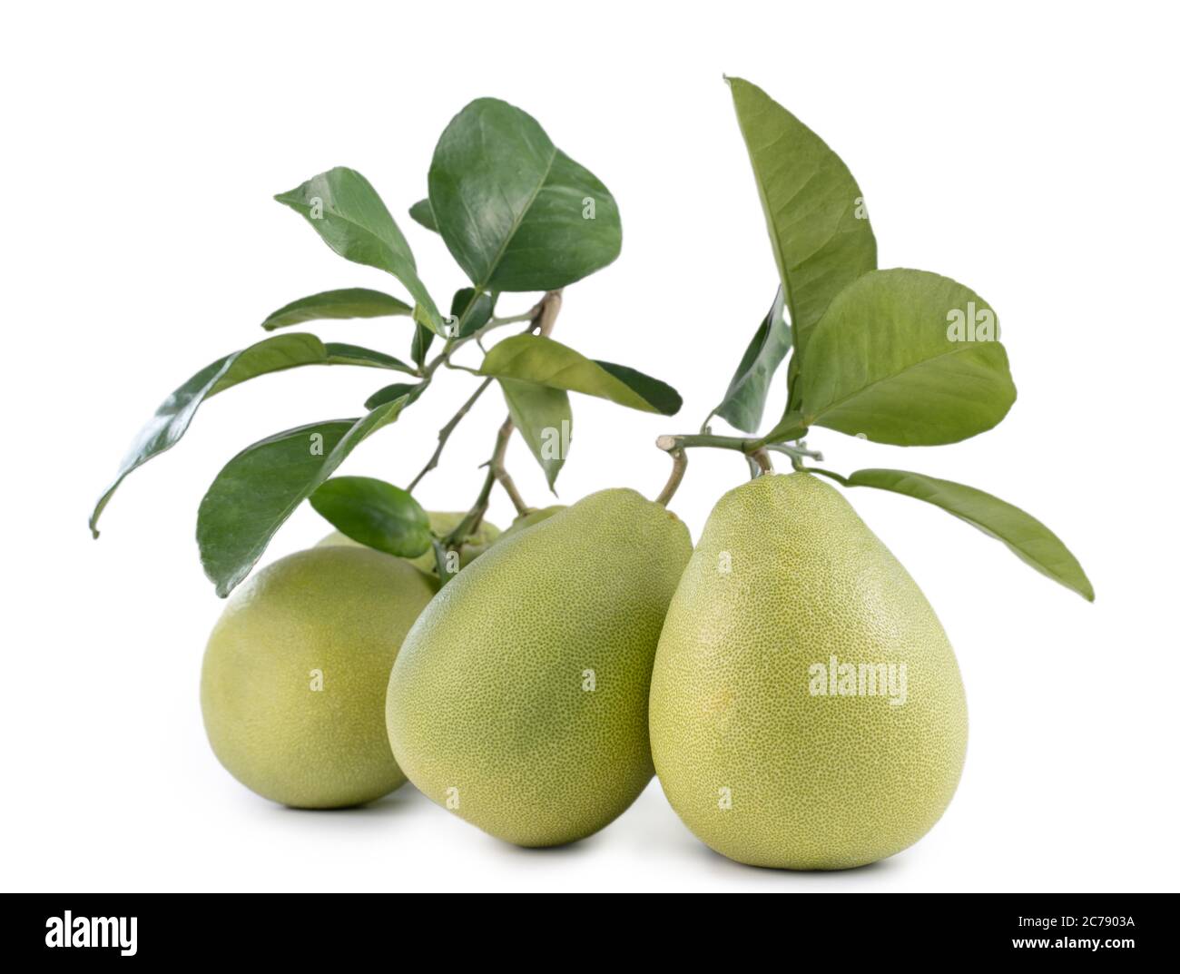 Fresh pomelo, pummelo, grapefruit, shaddock isolated on white