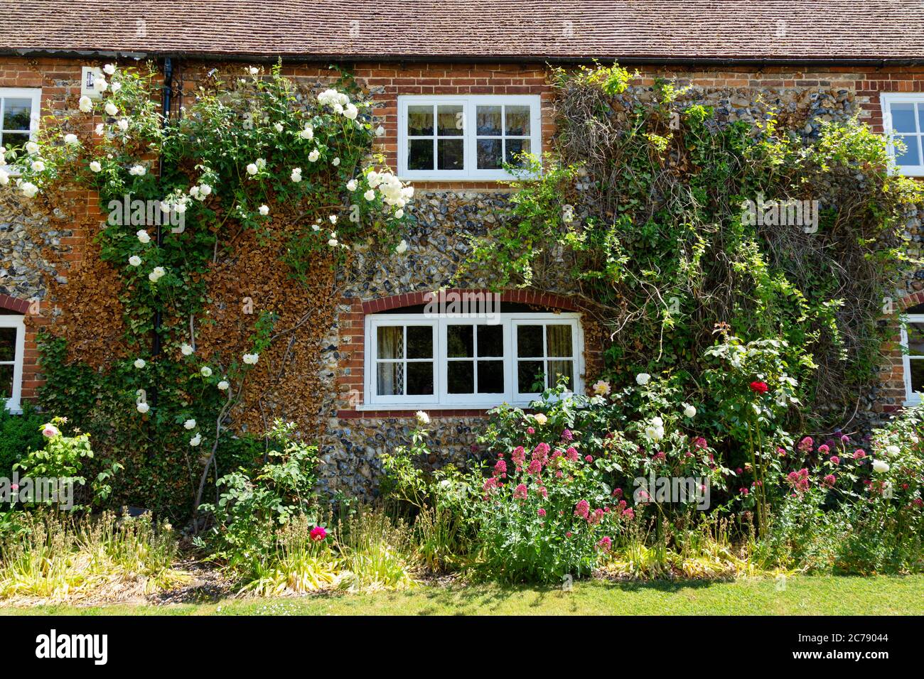 English country cottage and cottage garden with climbing plants on the walls in summer; Dalham village, Dalham Suffolk England UK Stock Photo