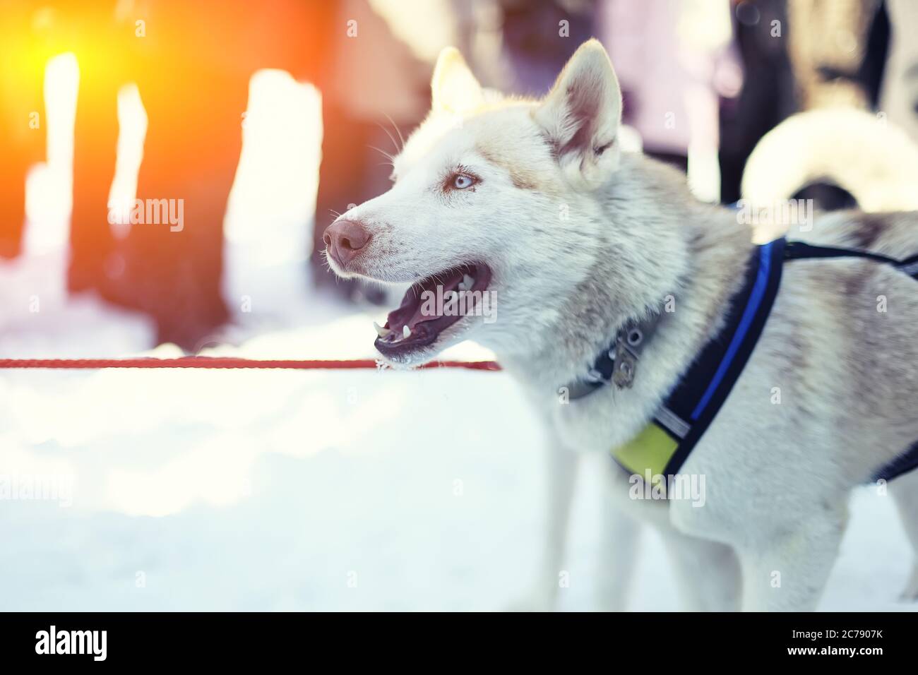 Sledding with husky dogs in Lapland Finland. Husky dog sledge Stock Photo