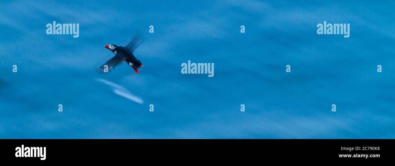 ATLANTIC PUFFIN (Fratercula arctica) Stock Photo
