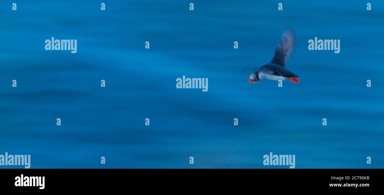 ATLANTIC PUFFIN (Fratercula arctica) Stock Photo