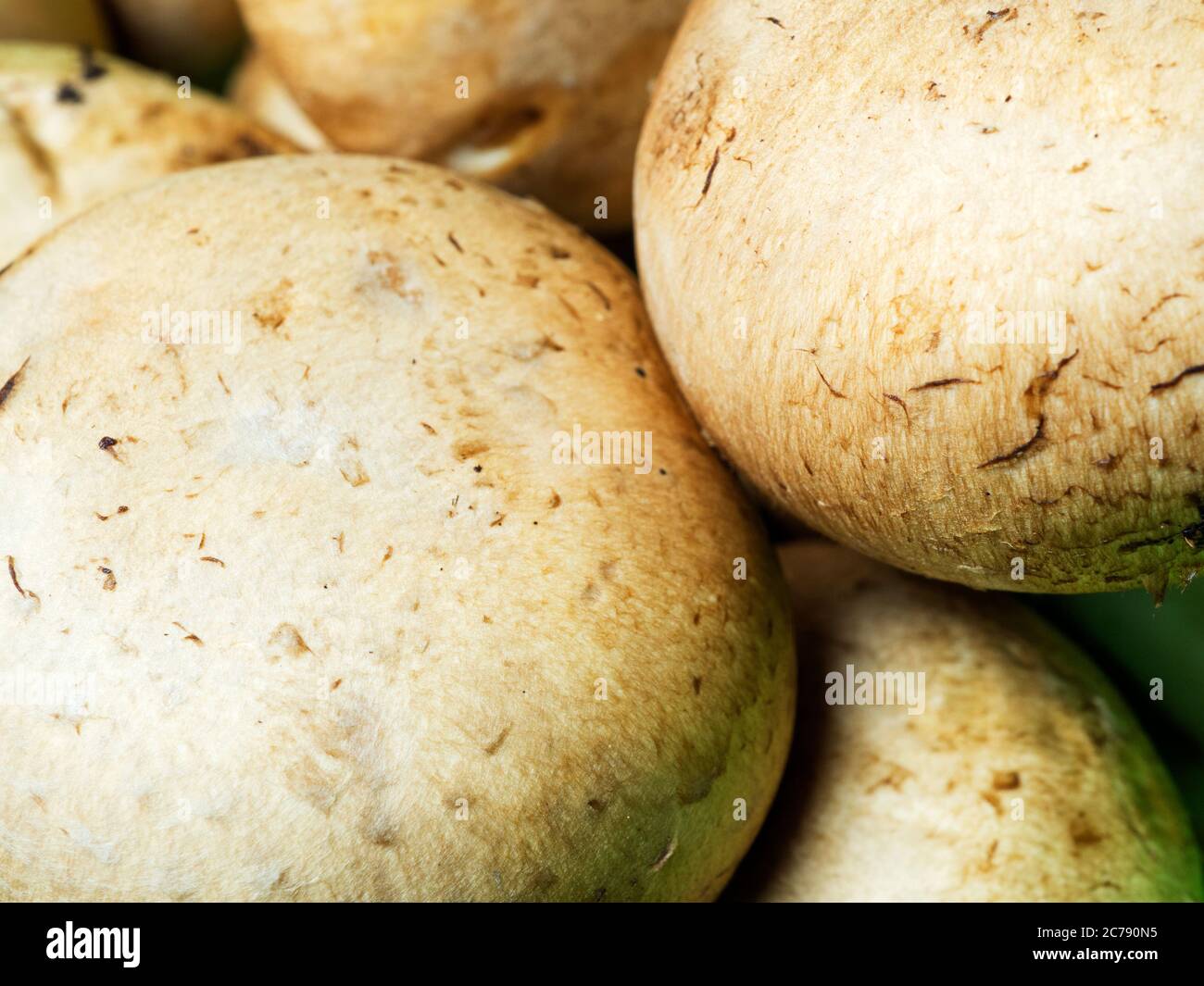 Punnet of chestnut mushrooms from a supermarket Stock Photo