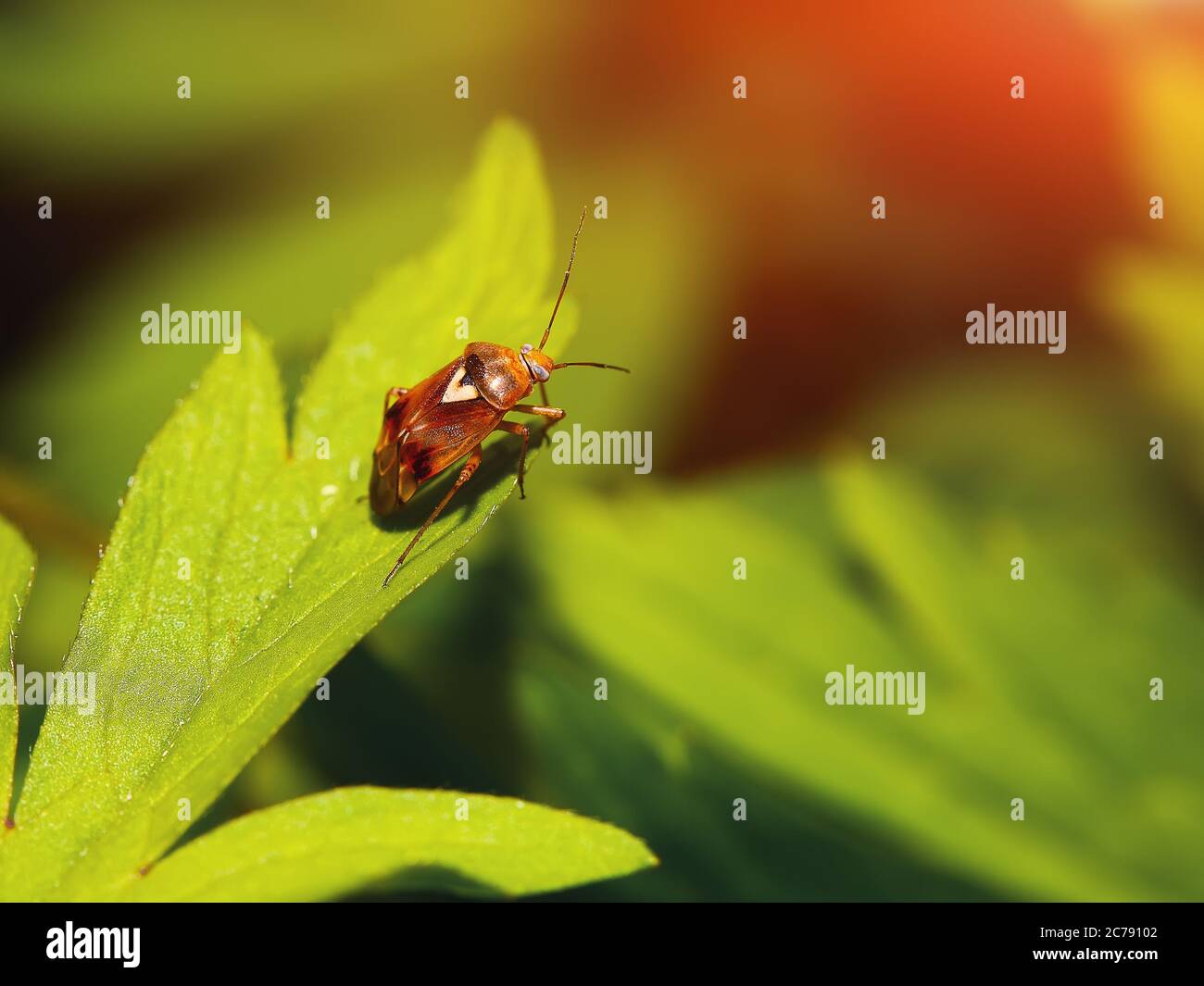 Brown bug sitting on the green leaf. Close up Stock Photo