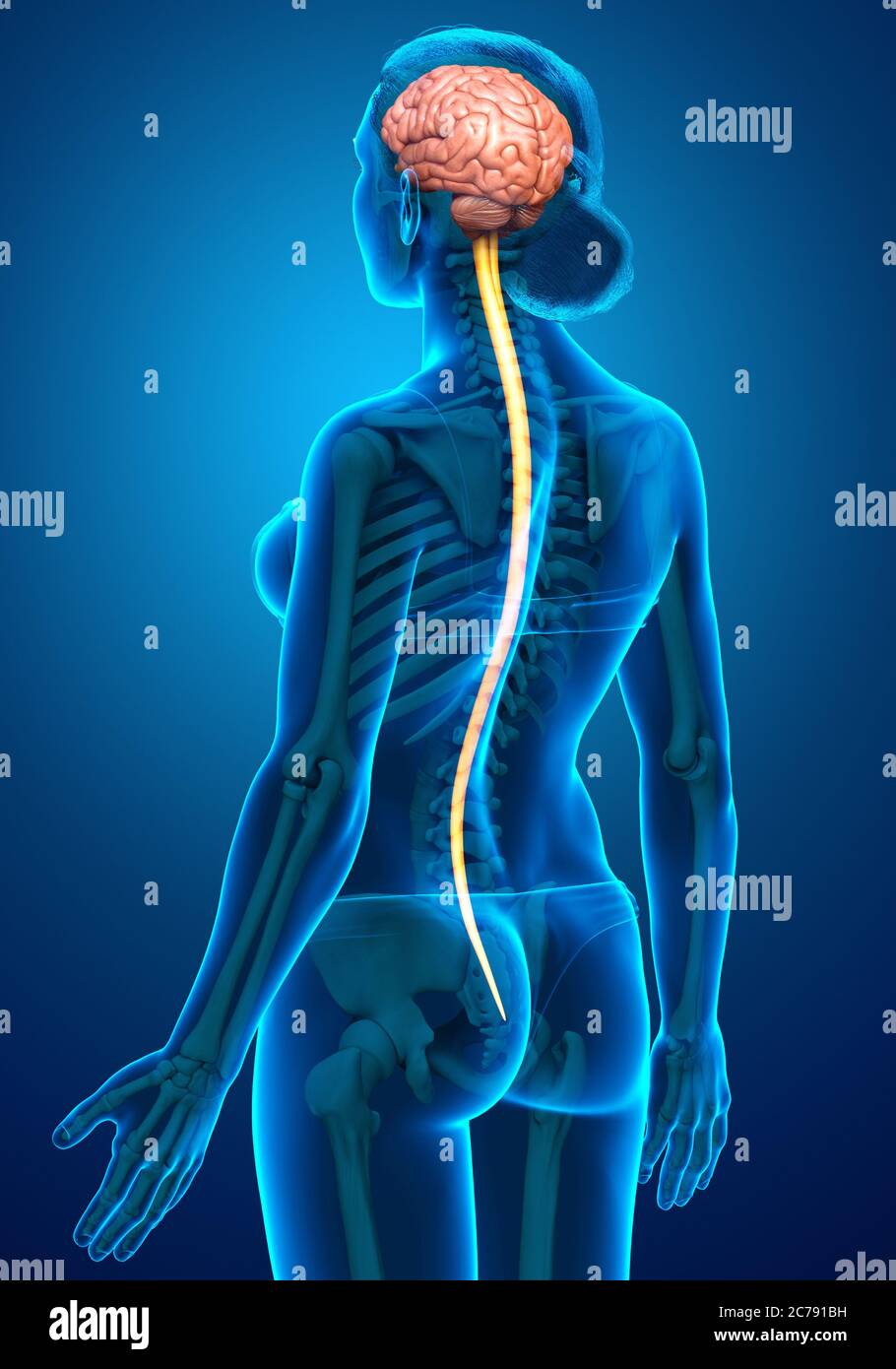 3d rendered medically accurate illustration of the brain Stock Photo ...