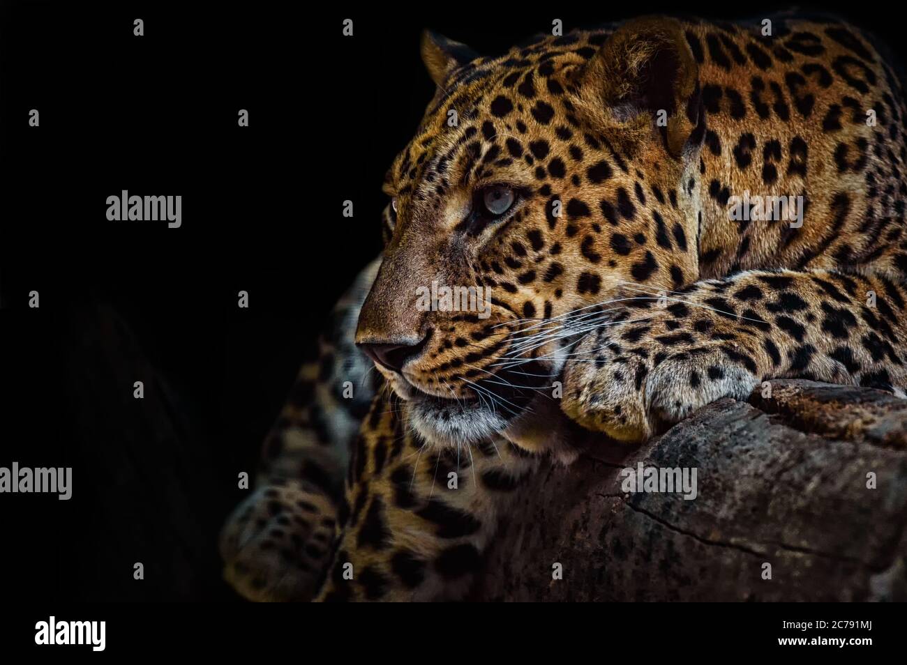 Leopard On Log High Resolution Stock Photography And Images Alamy