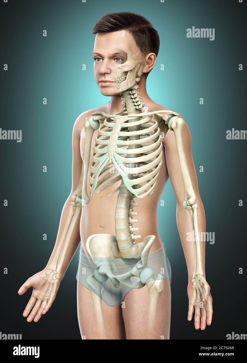 3d rendered, medically accurate illustration of a young boy skeleton ...