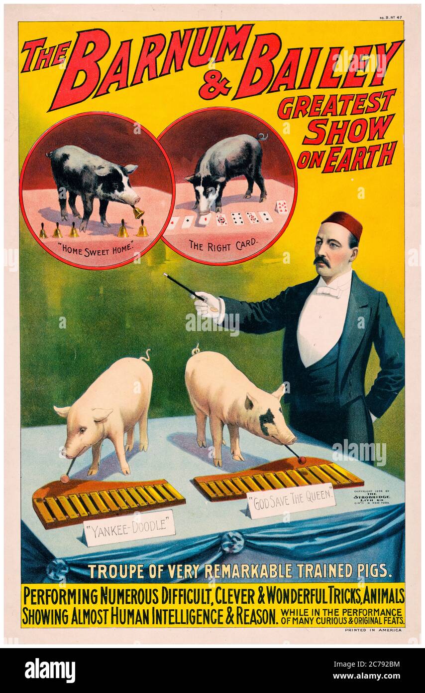 The Barnum & Bailey, Greatest Show on Earth, Troupe of very remarkable trained pigs, circus poster, 1890-1900 Stock Photo