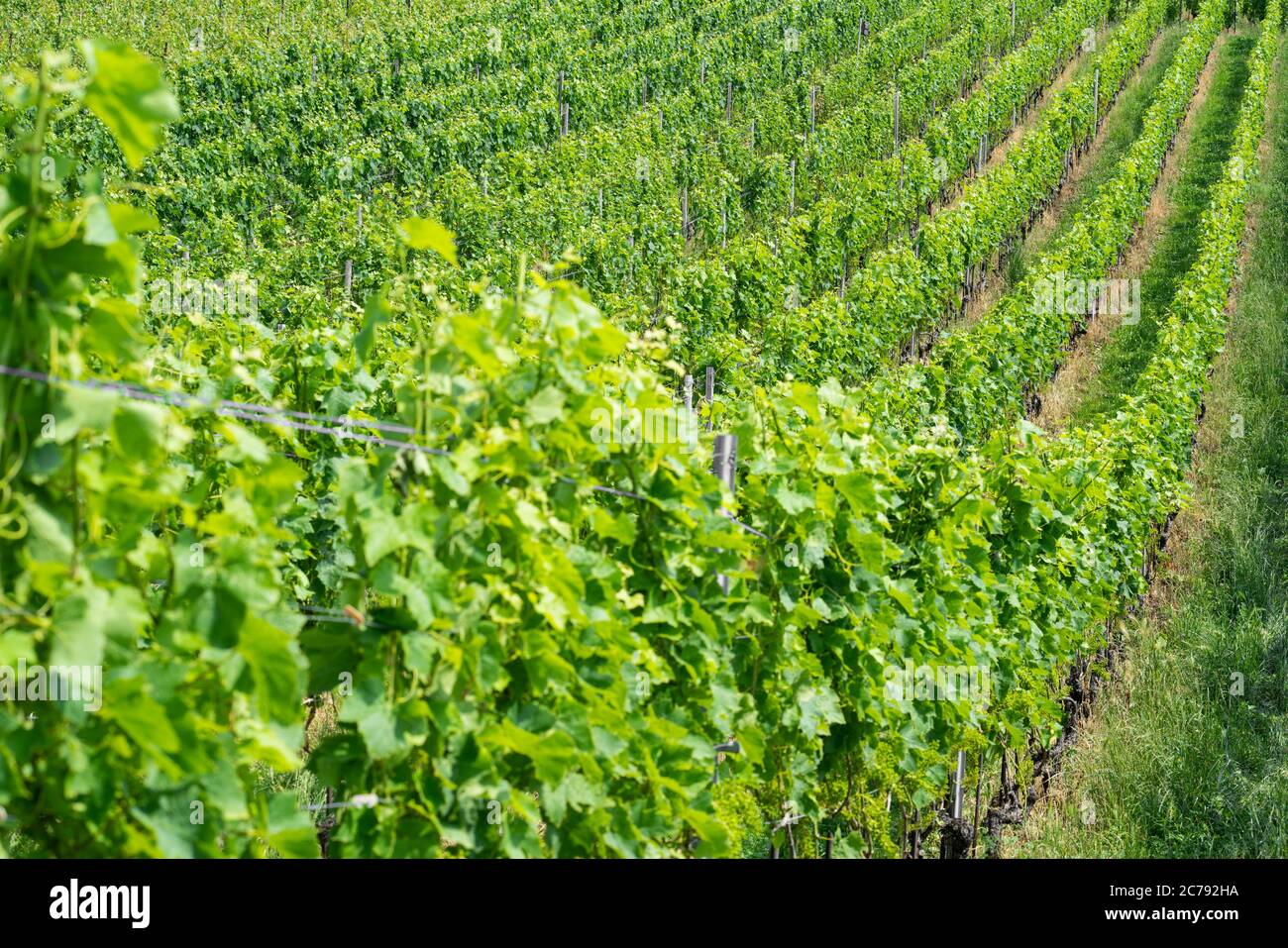 Rows of grape vines hi-res stock photography and images - Alamy