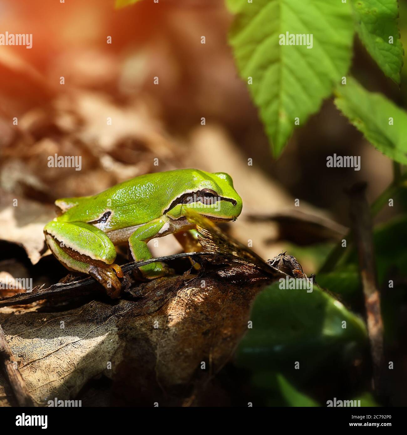Green Tree Frog in its environment. Close up Stock Photo Alamy