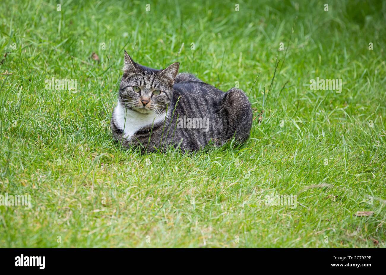 Tabby Cat laying on a lawn in the summertime Stock Photo - Alamy