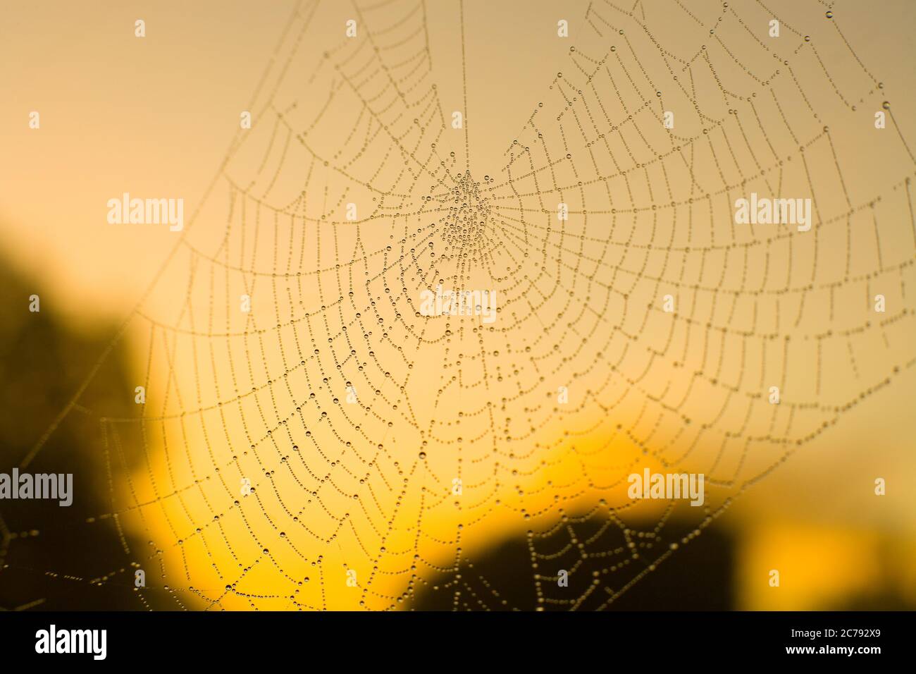 Spider web with water drops at dawn Stock Photo