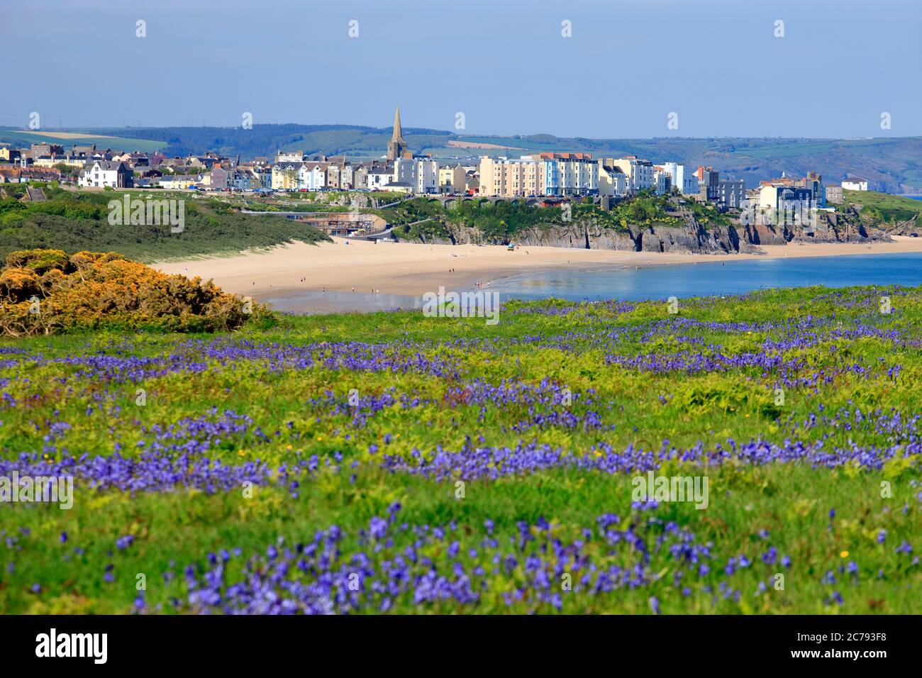 Bluebells looking across to Tenby South Beach Tenby Pembrokeshire Wales Stock Photo