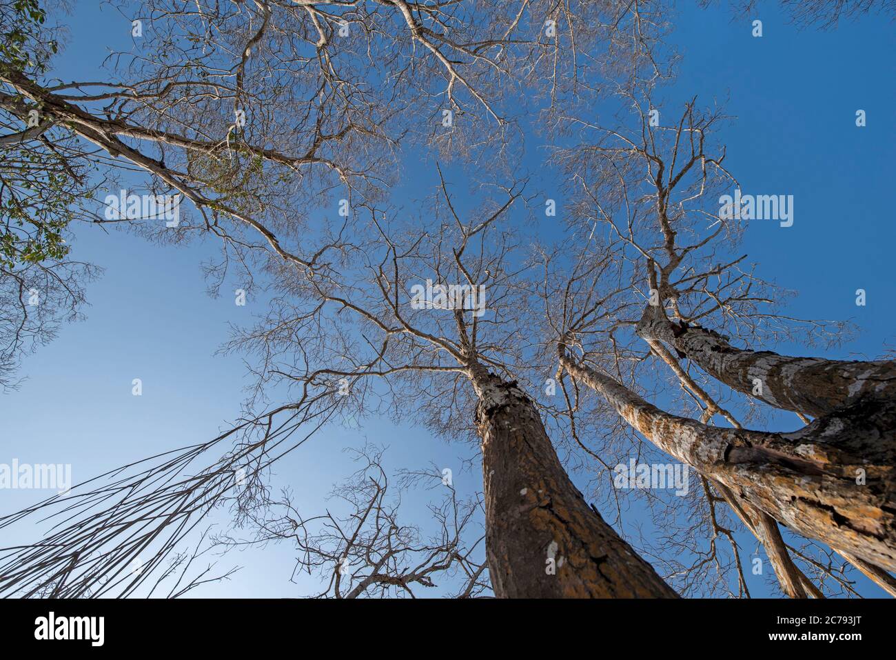 Mangrove with dry trees in the blue sky in Jericoacoara beach Stock Photo