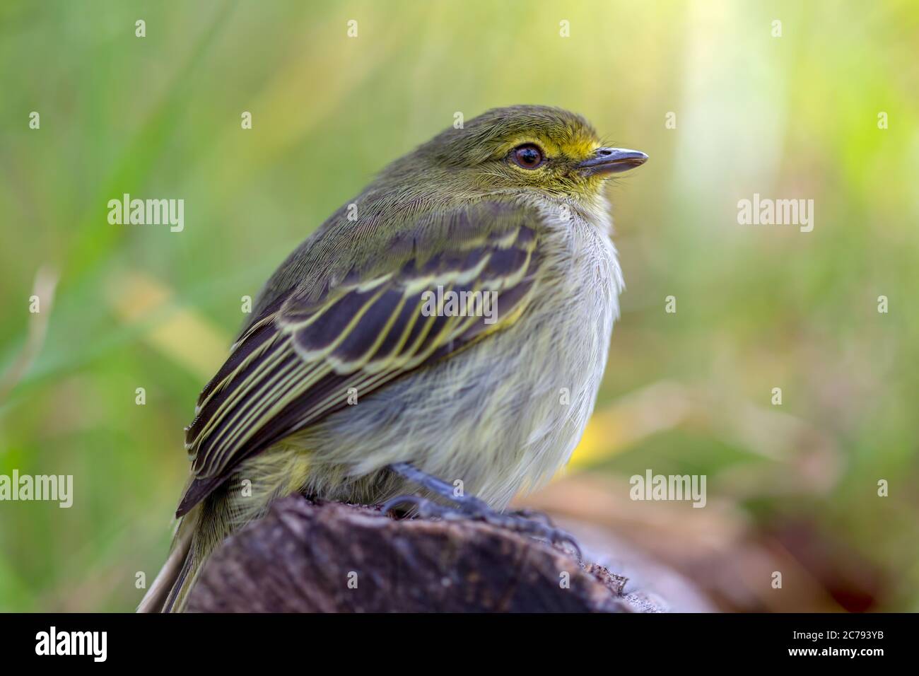 Macro photography of a little golden-faced tyrannulet bird, captured at highlands near the town of Villa de Leyva, in the Andean mountains of Colombia Stock Photo
