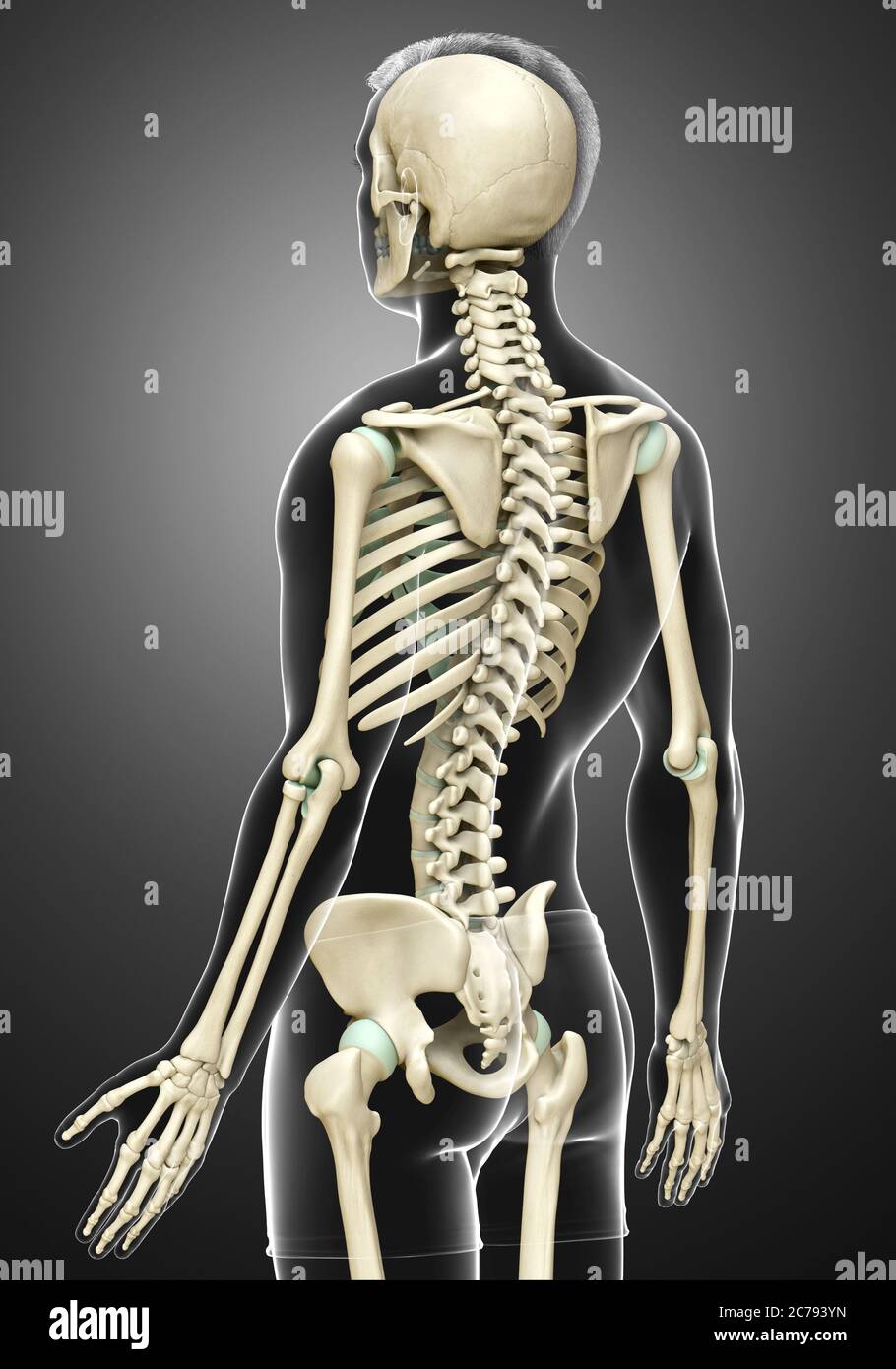 3d rendered, medically accurate illustration of a male skeleton system ...