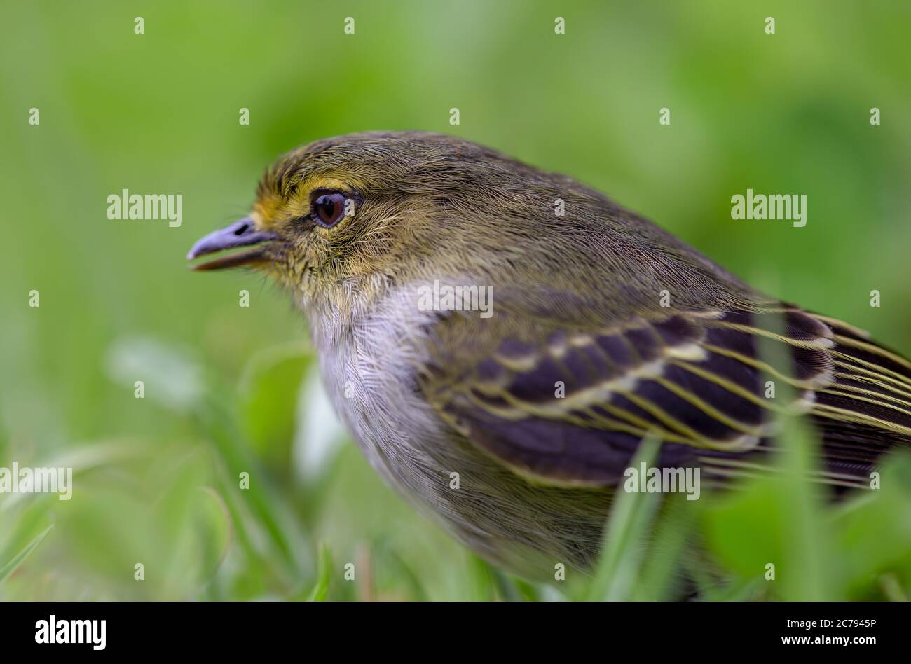 Macro photography of a little golden-faced tyrannulet bird, captured at highlands near the town of Villa de Leyva, in the Andean mountains of Colombia Stock Photo