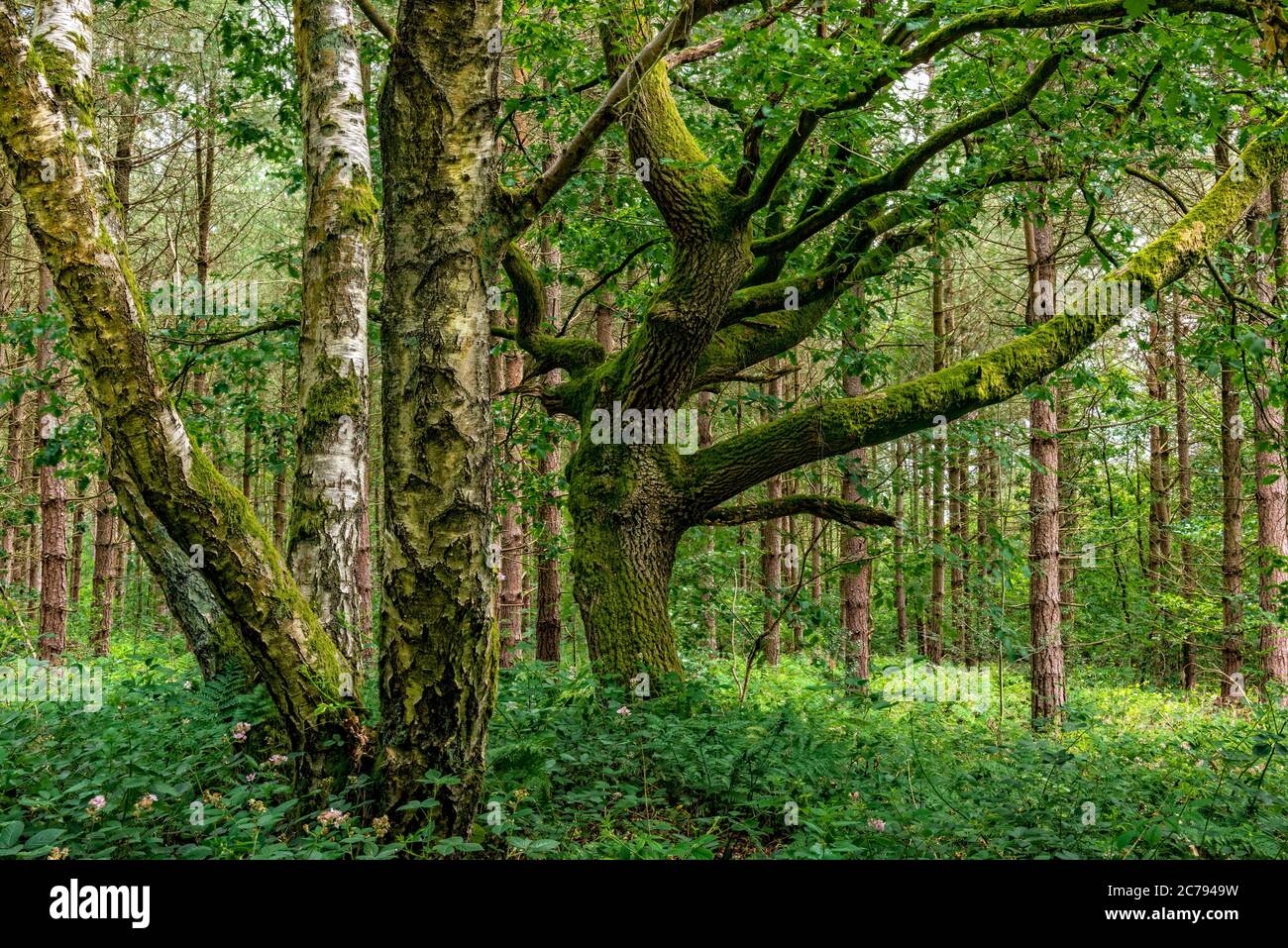 Old growth forest,Blidworth woods,Nottinghamshire,England,UK Stock Photo
