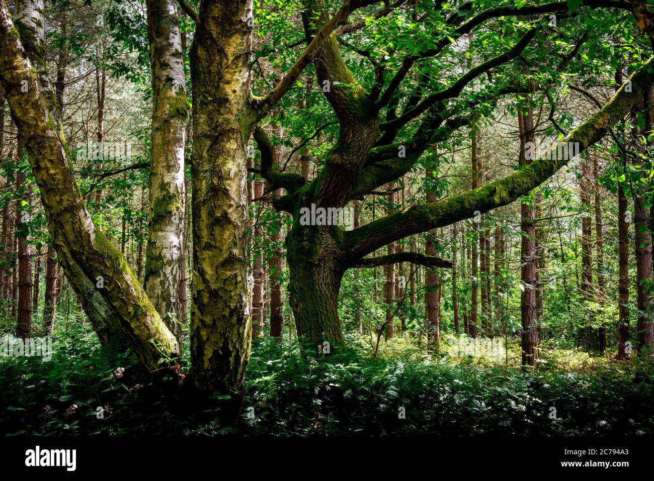 Old growth forest,Blidworth woods,Nottinghamshire,England,UK Stock Photo