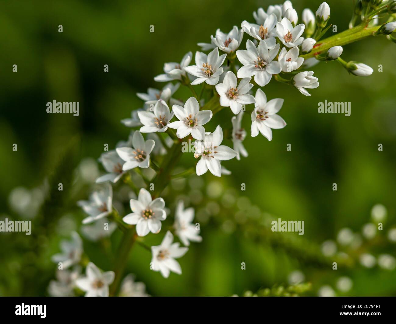 White Lysimachia High Resolution Stock Photography and Images - Alamy