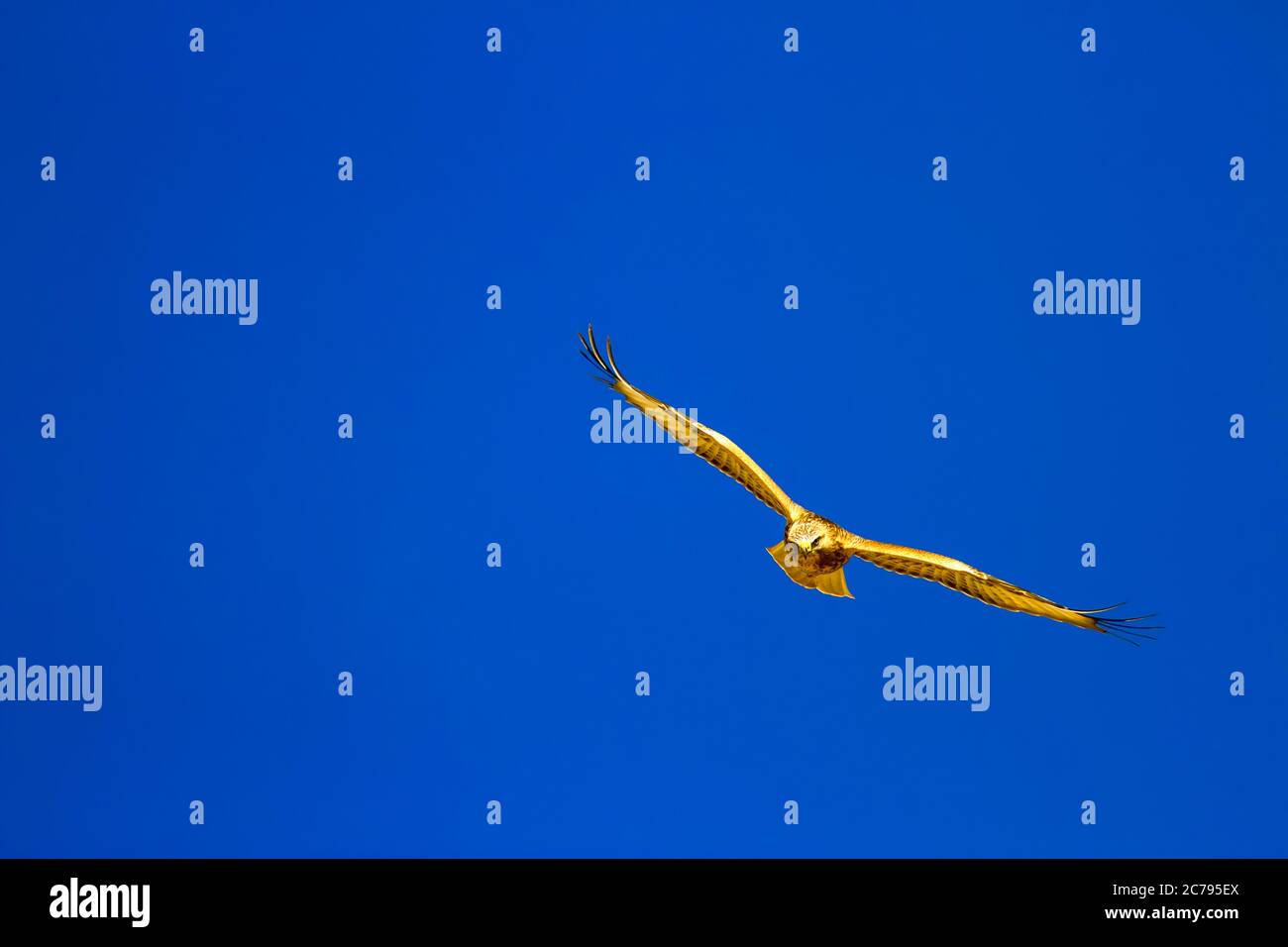 Flying hawk. Blue sky background Stock Photo - Alamy