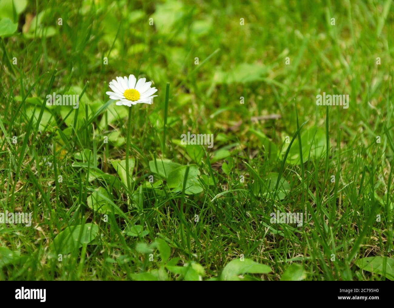 camomile among green grass Stock Photo