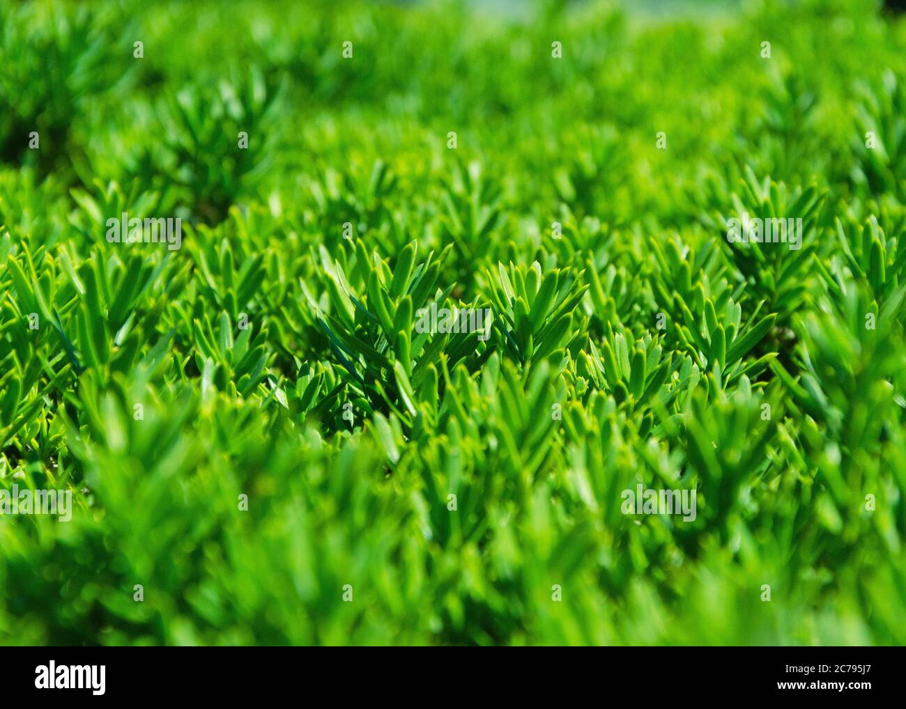 Decorative border trimmed hi-res stock photography and images - Alamy