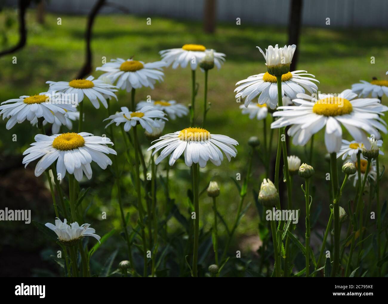 Large chamomile flowers among green grass 2 Stock Photo - Alamy