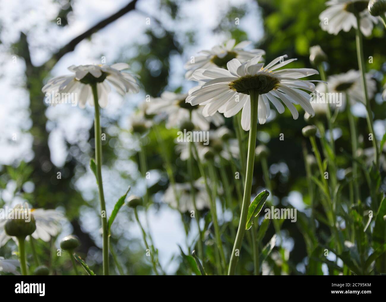 Large chamomile flowers among green grass 4 Stock Photo - Alamy