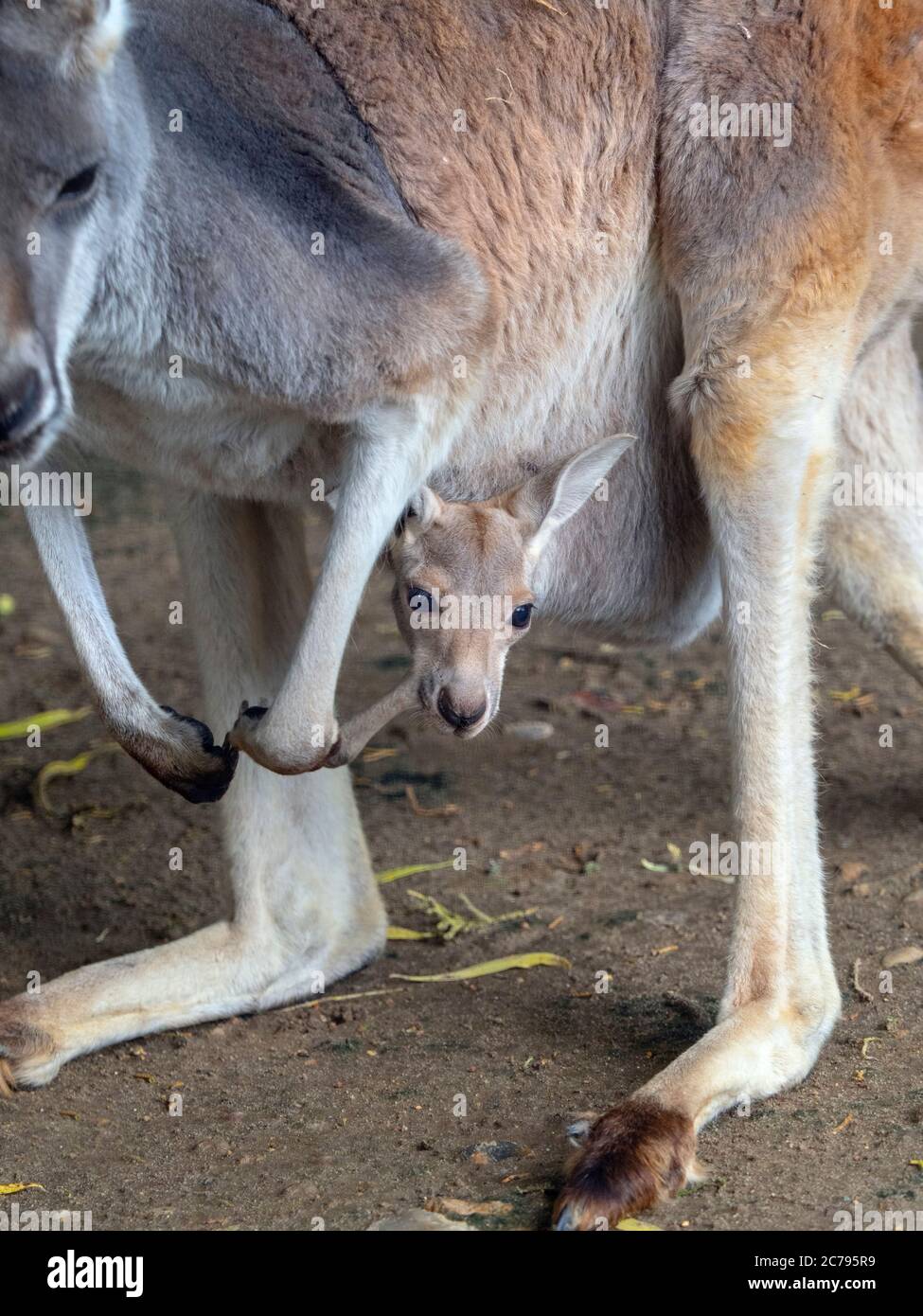 Macropus rufus Red kangaroo with young in pouch Stock Photo