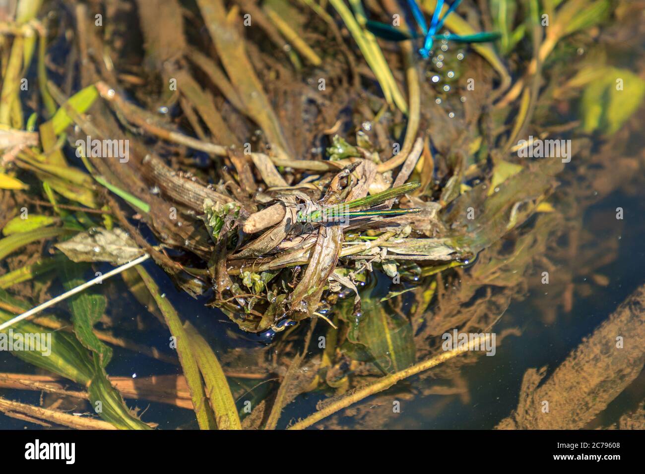 Green dragonfly sitting on washed river water tree Stock Photo