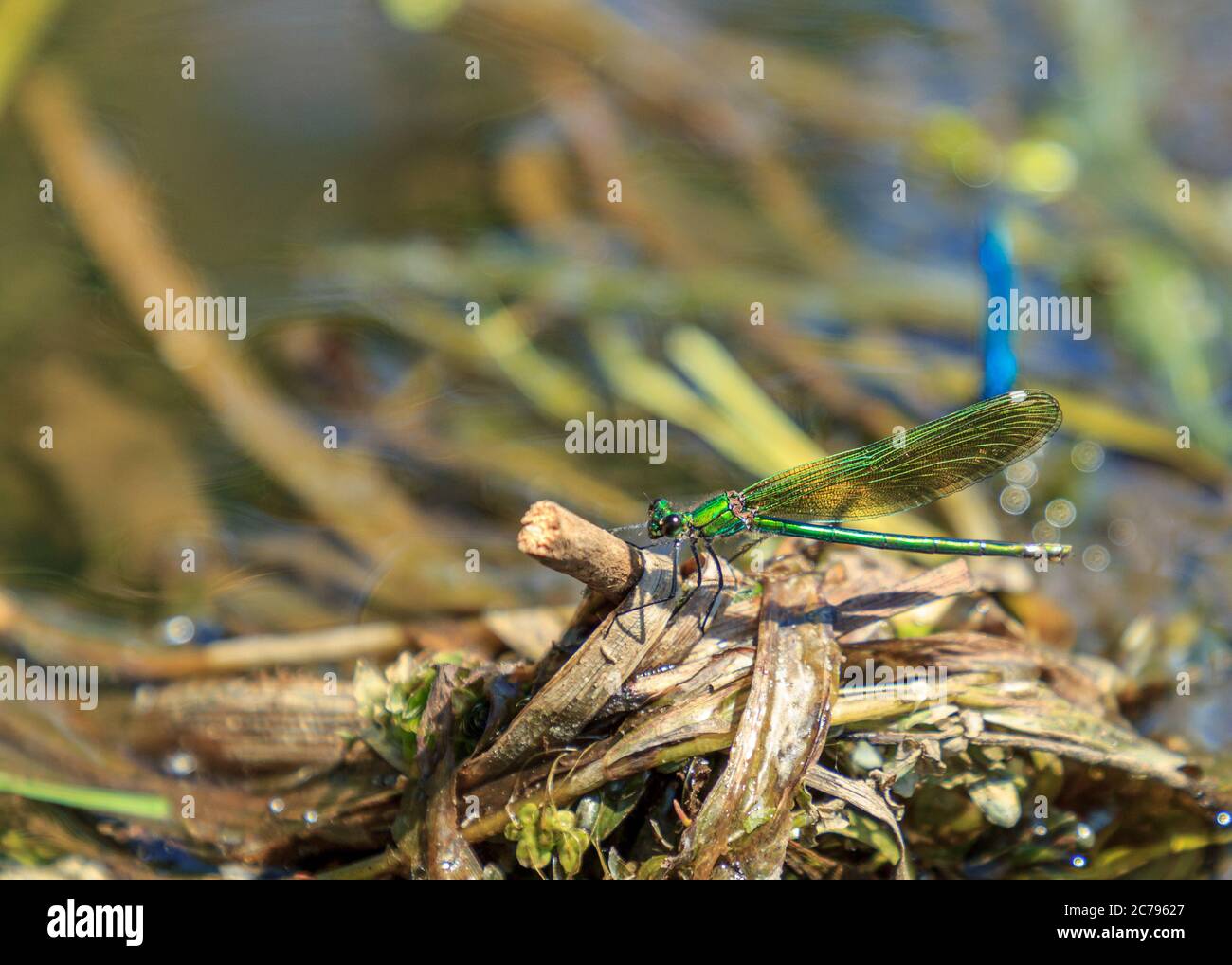Green dragonfly sitting on washed river water tree Stock Photo