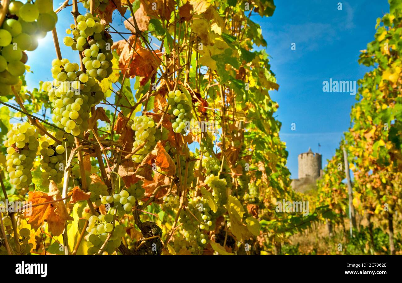Riesling vines ALSACE Ripe Riesllng grapes ready for harvest in Schlossberg Grand Cru vineyard  Kaysersberg Castle in background Alsace France Stock Photo