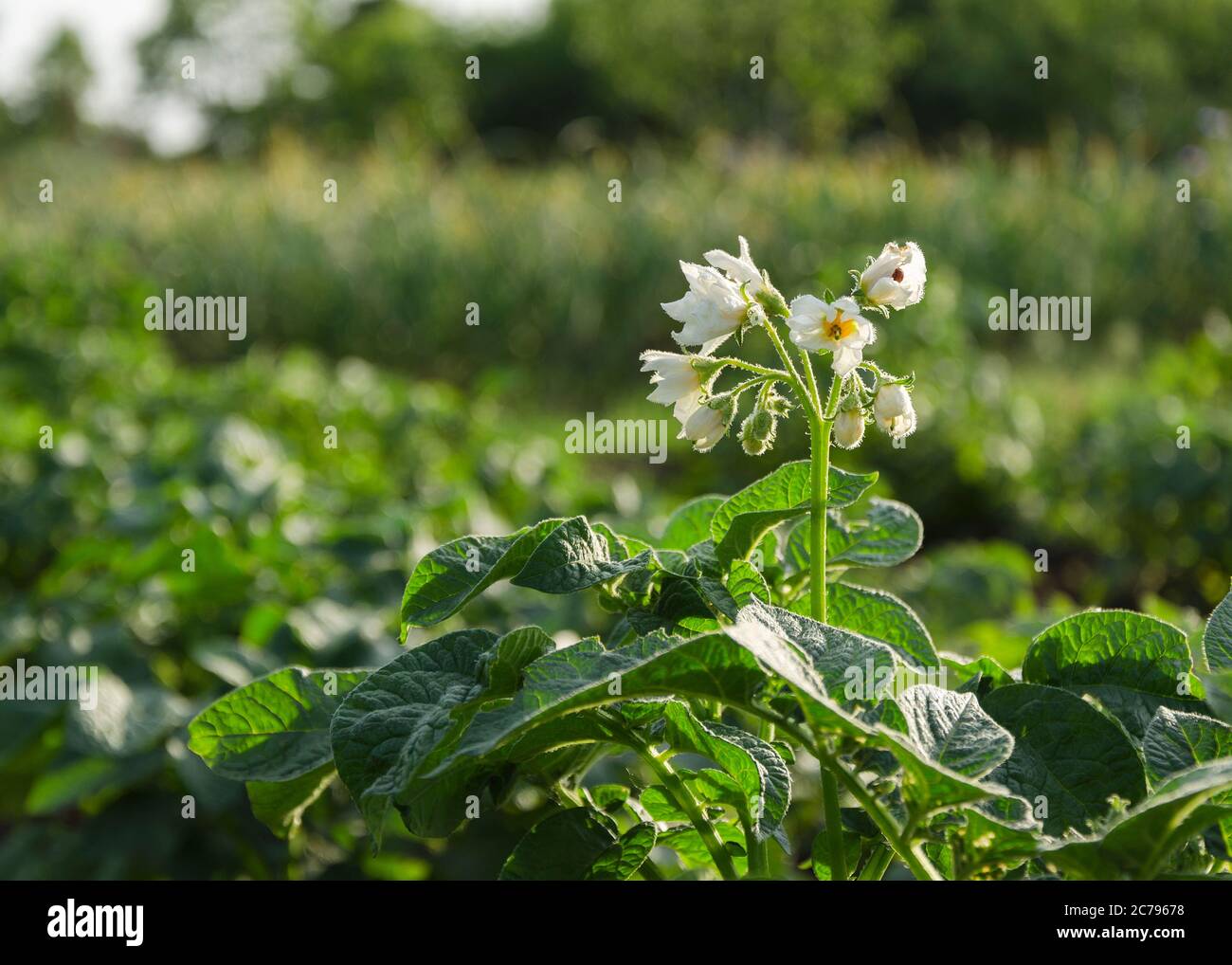 white flowers flowering potato plant Stock Photo Alamy