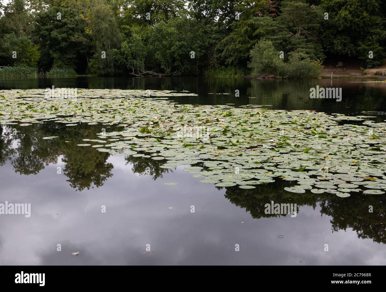 A view across the pond  full of Lily Pads in Keston Ponds, Kent Stock Photo