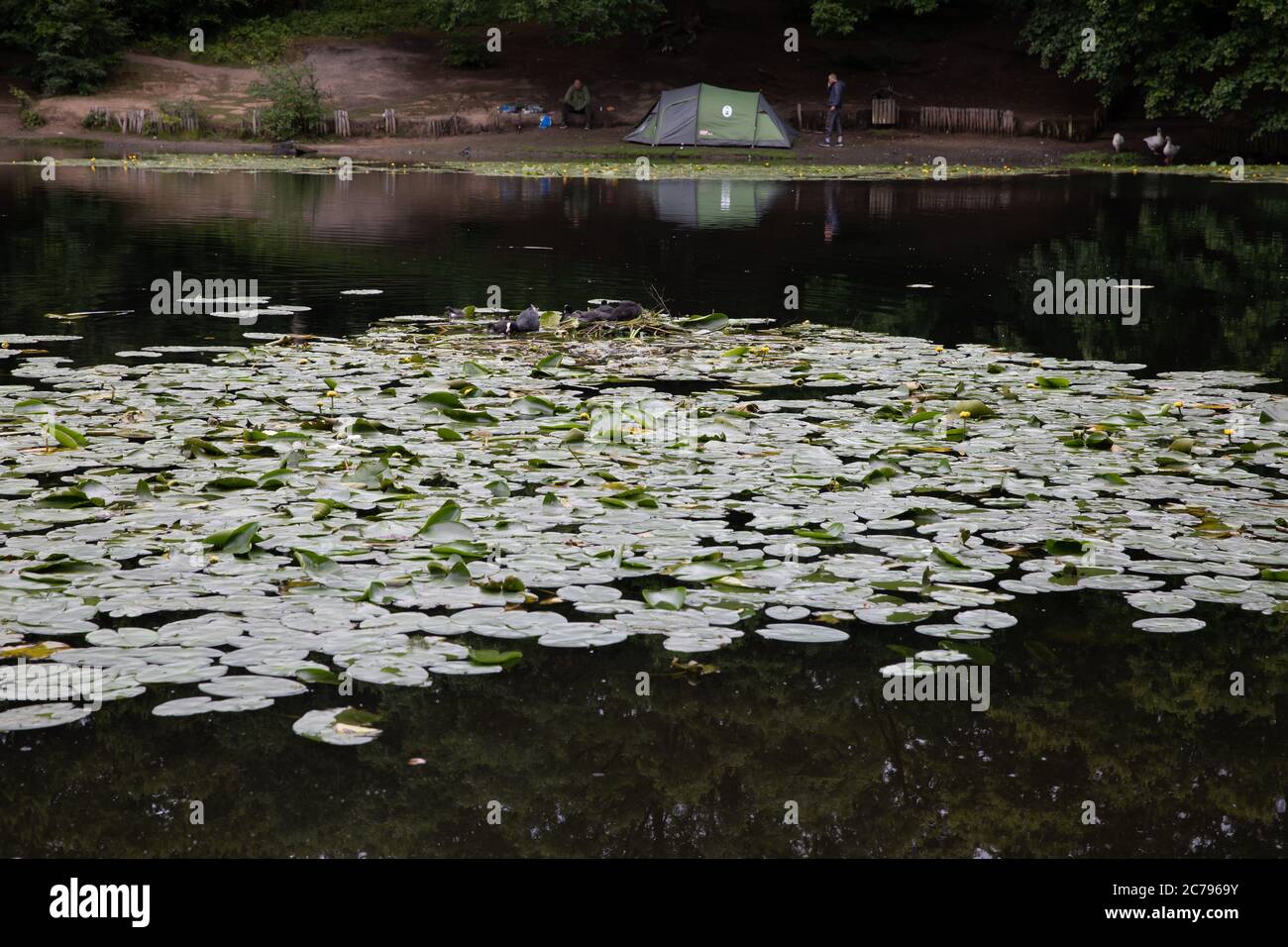 A view across the pond  full of Lily Pads in Keston Ponds, Kent Stock Photo