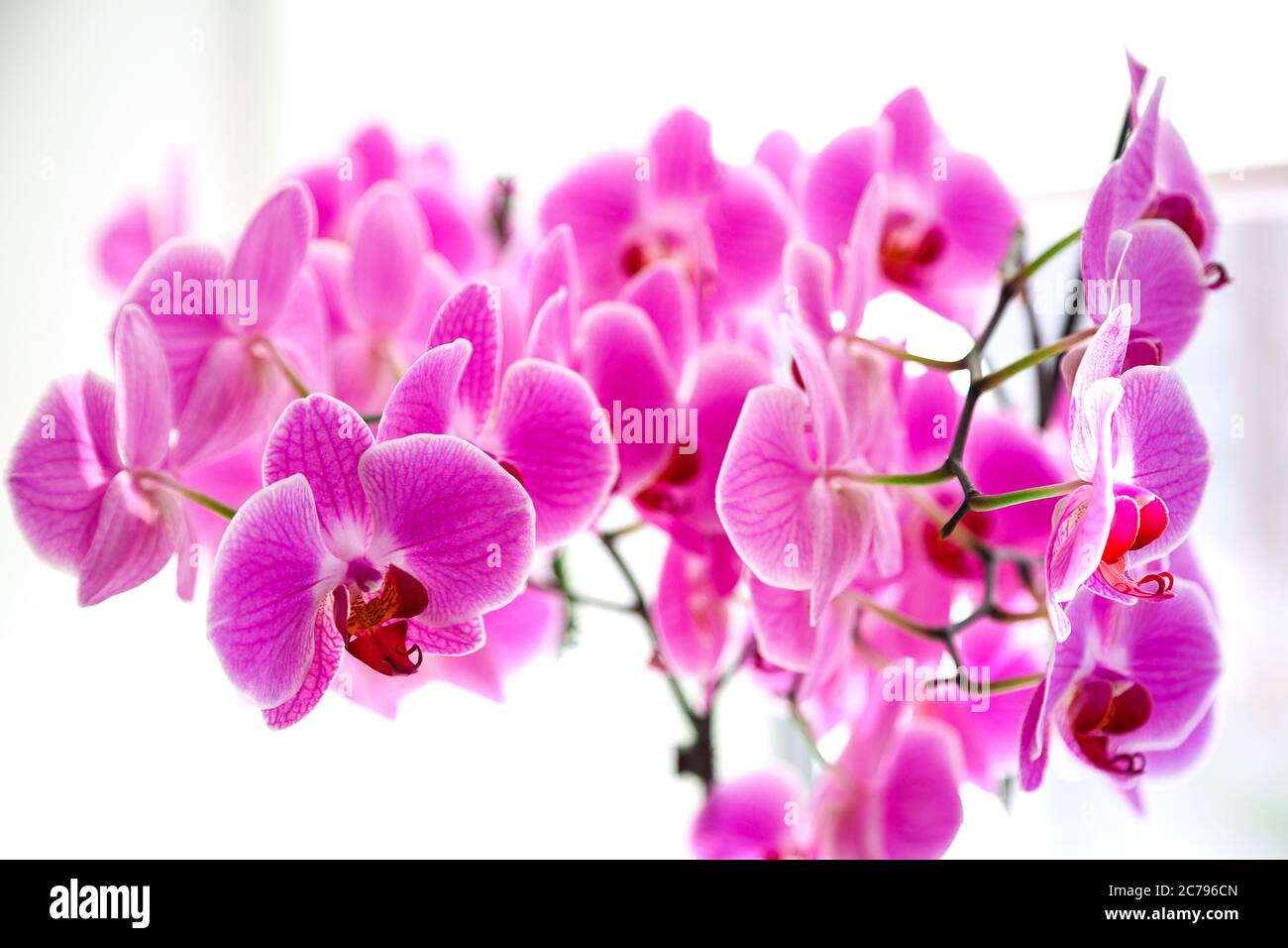 Lilac orchid on the window, a lot of flowers on the stems. Stock Photo