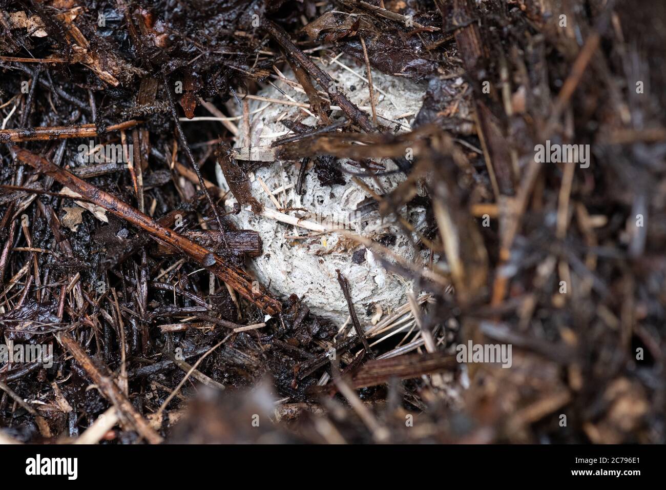 Wasp nest in compost bin hires stock photography and images Alamy