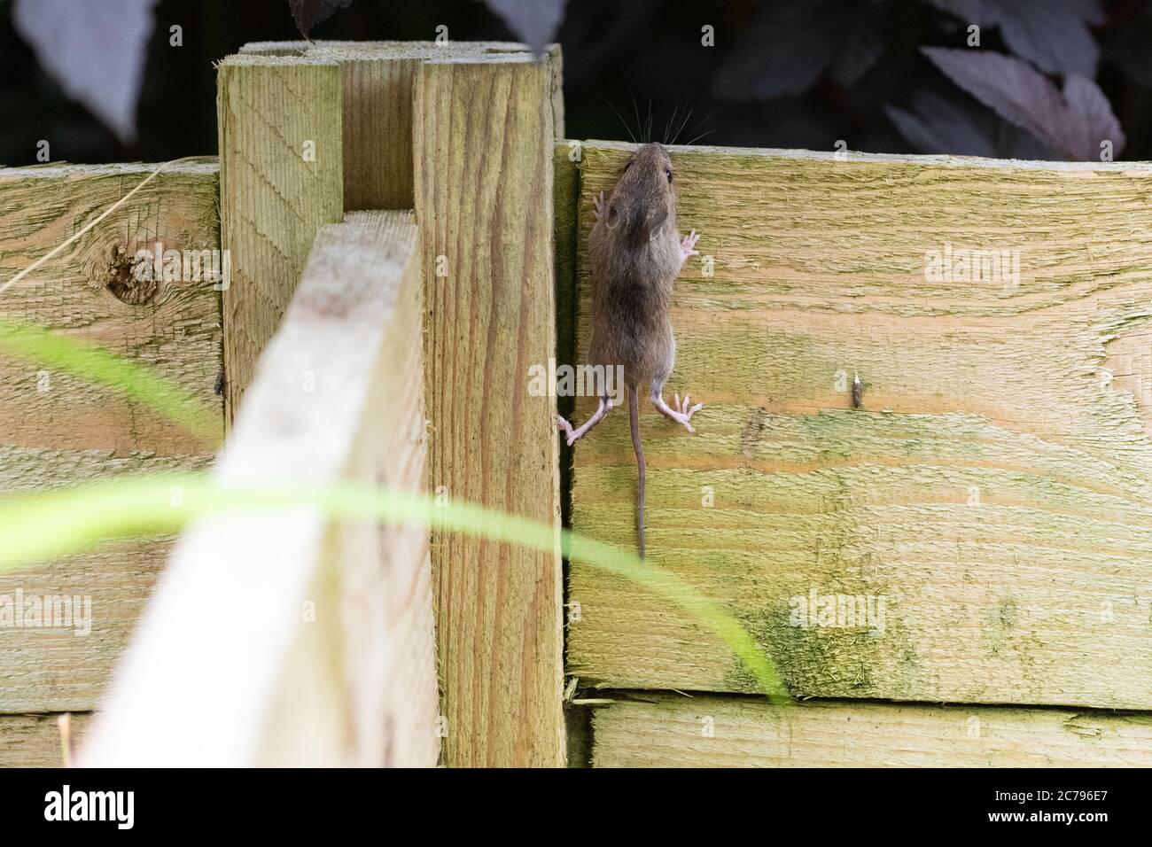 Field mouse also known as a Wood mouse Apodemus sylvaticus climbing out of wooden compost bin when disturbed during turning - Scotland, UK Stock Photo