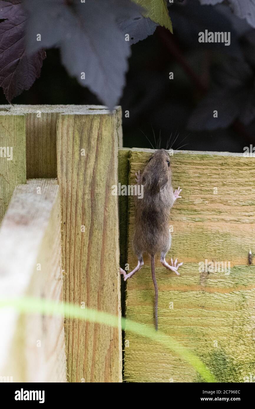 Field mouse also known as a Wood mouse Apodemus sylvaticus climbing out of wooden compost bin when disturbed during turning - Scotland, UK Stock Photo