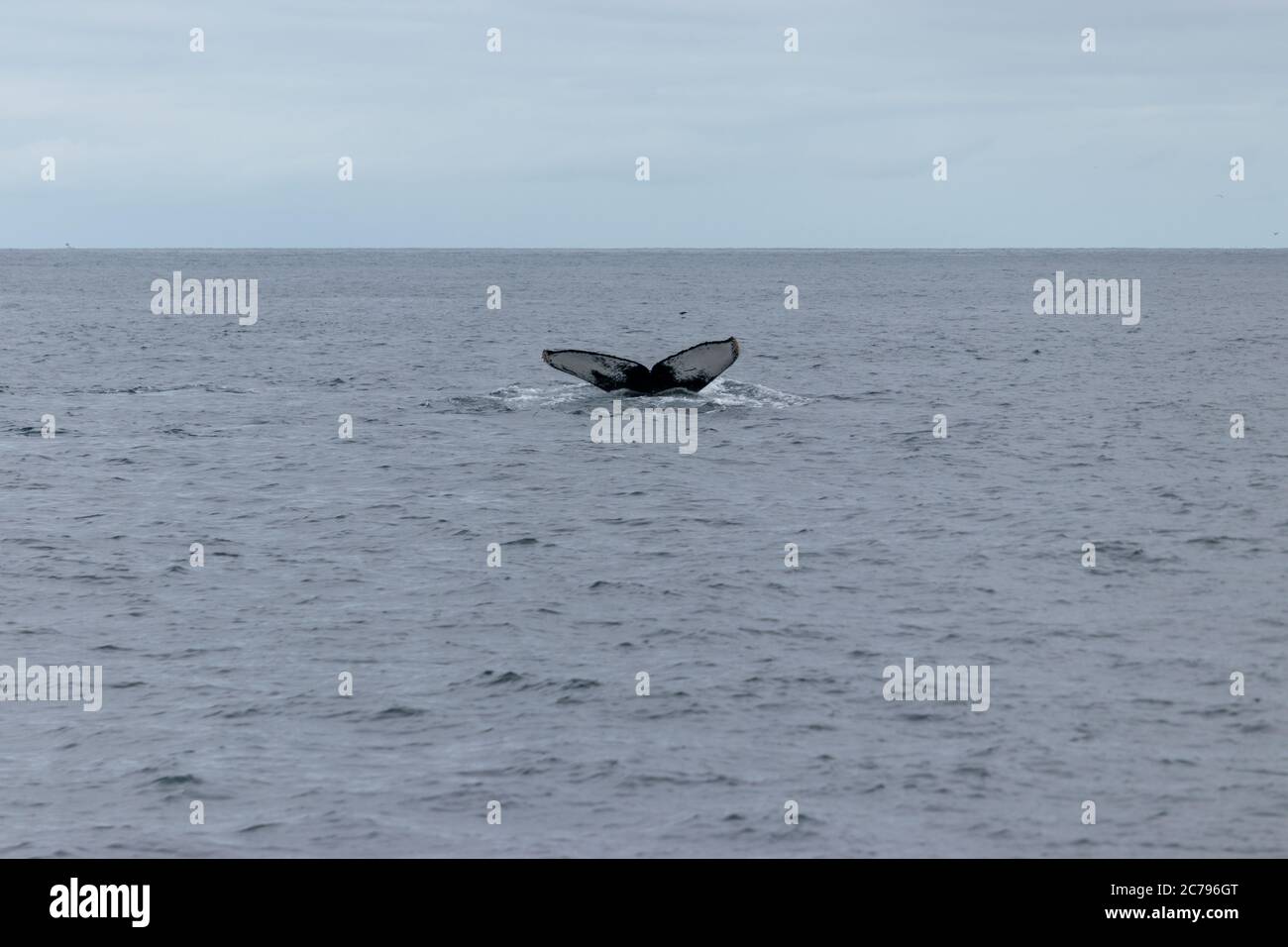 Humpback Whales surfacing in Monterey Bay Stock Photo