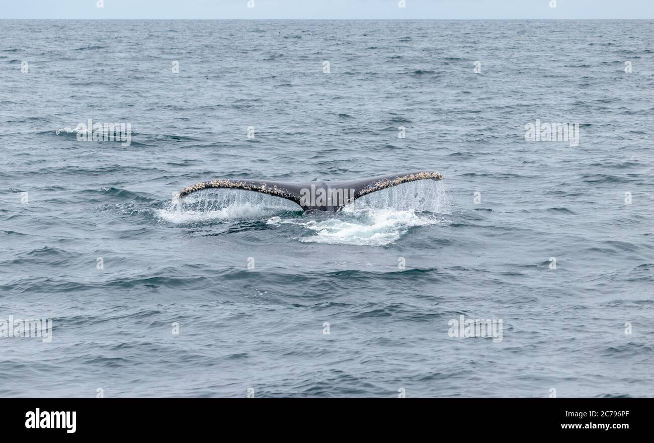 Humpback Whales surfacing in Monterey Bay Stock Photo