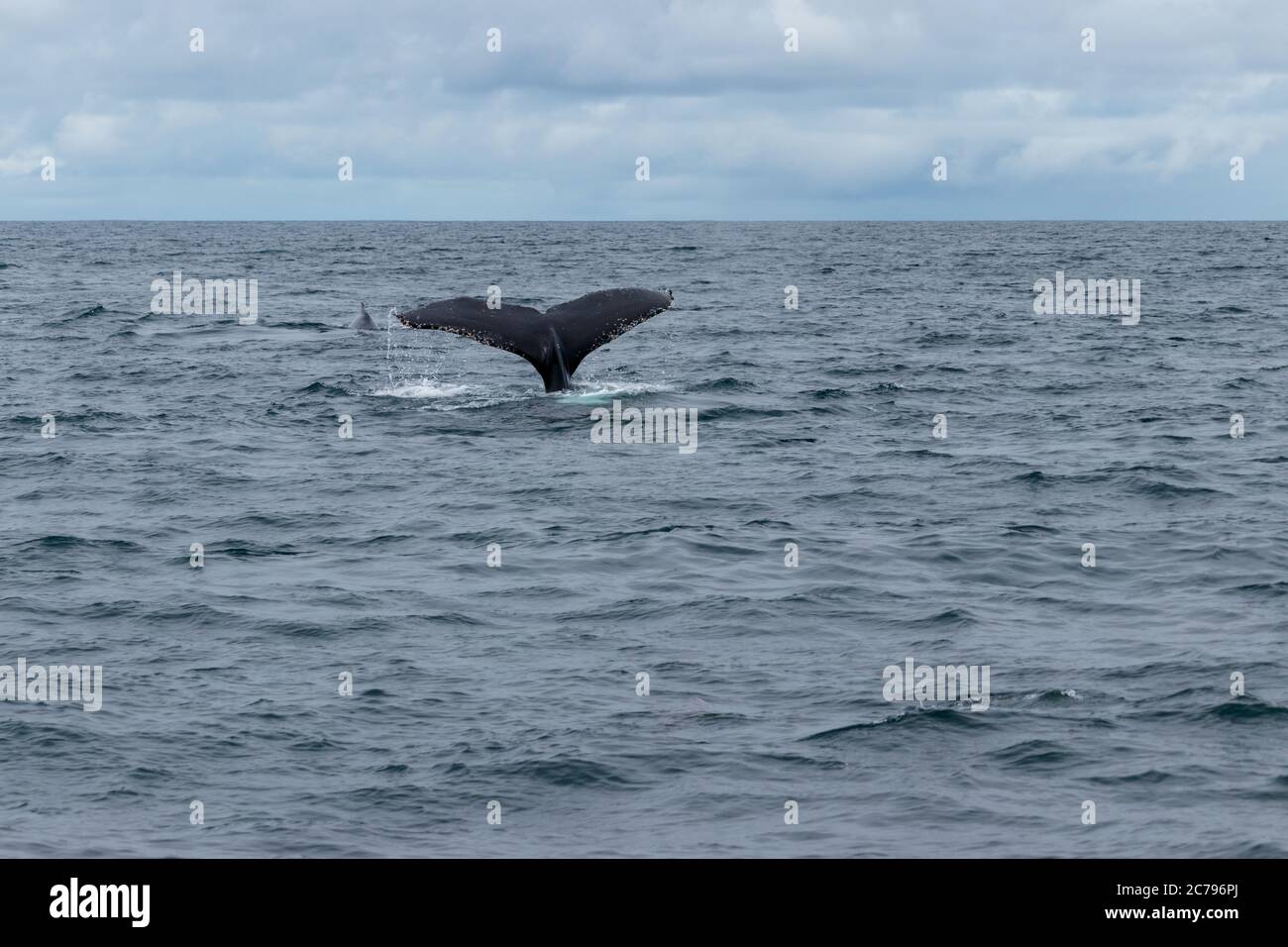 Humpback whales breach jump hi-res stock photography and images - Alamy