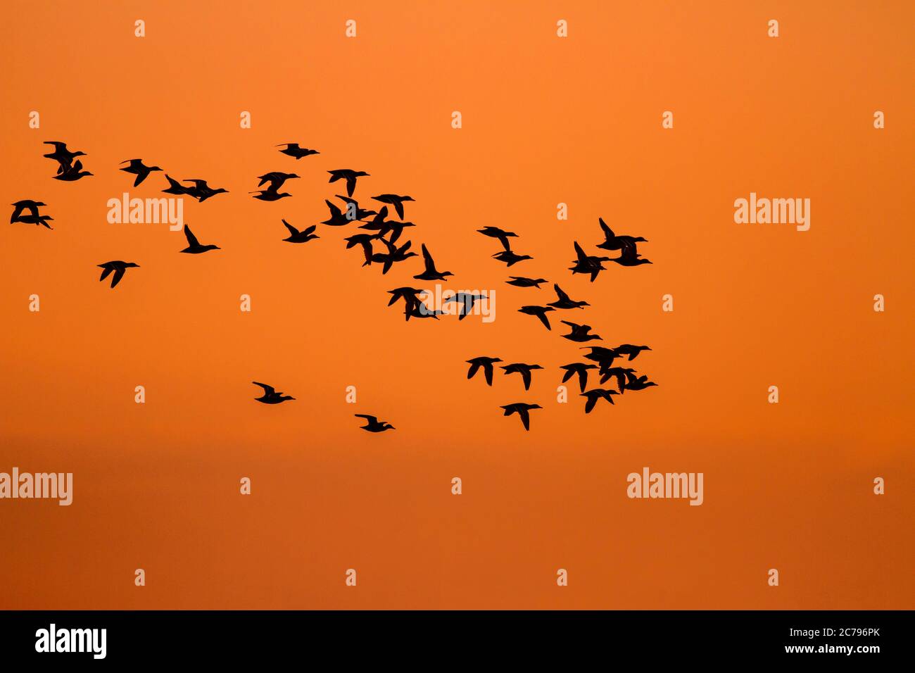 Birds flying in sunset sky hi-res stock photography and images - Alamy