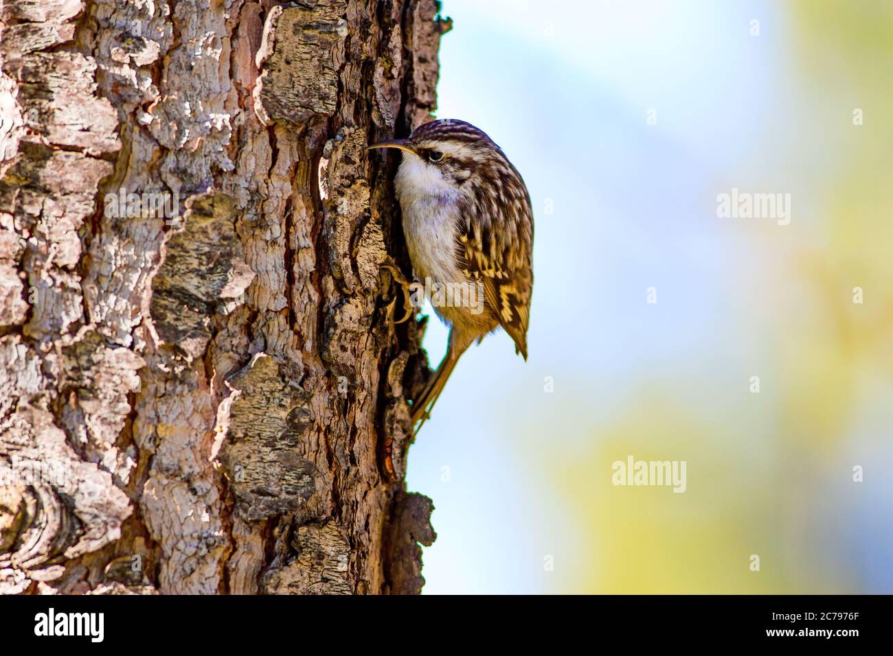 Tree Climbing Bird High Resolution Stock Photography and Images Alamy