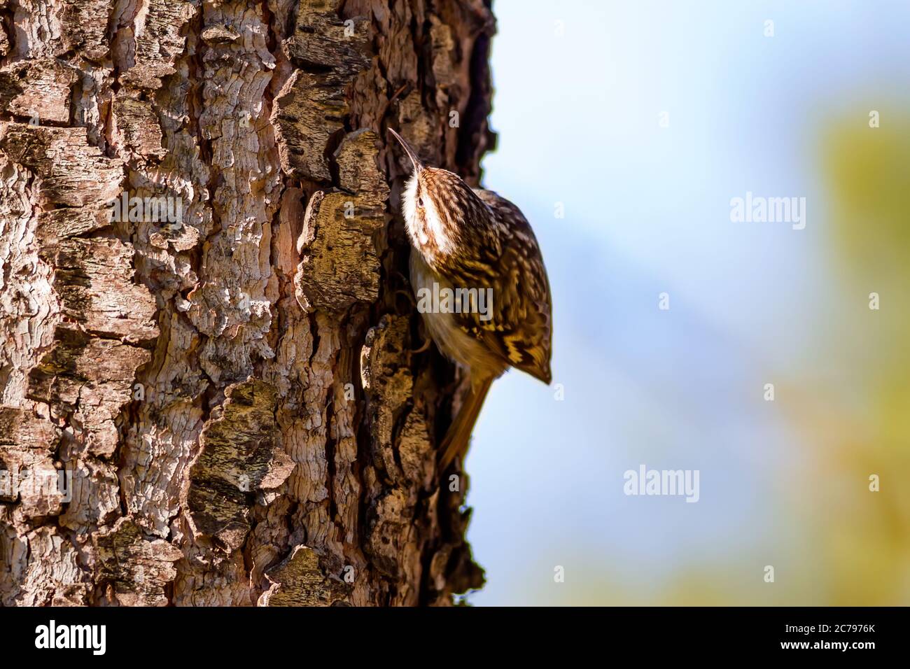 Tree Climbing Bird High Resolution Stock Photography and Images Alamy