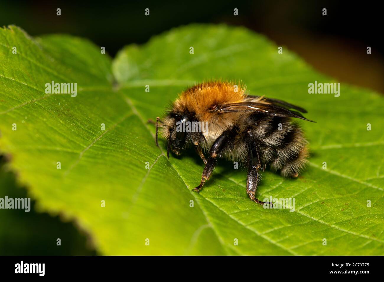 Beautiful bee on a leaf Stock Photo